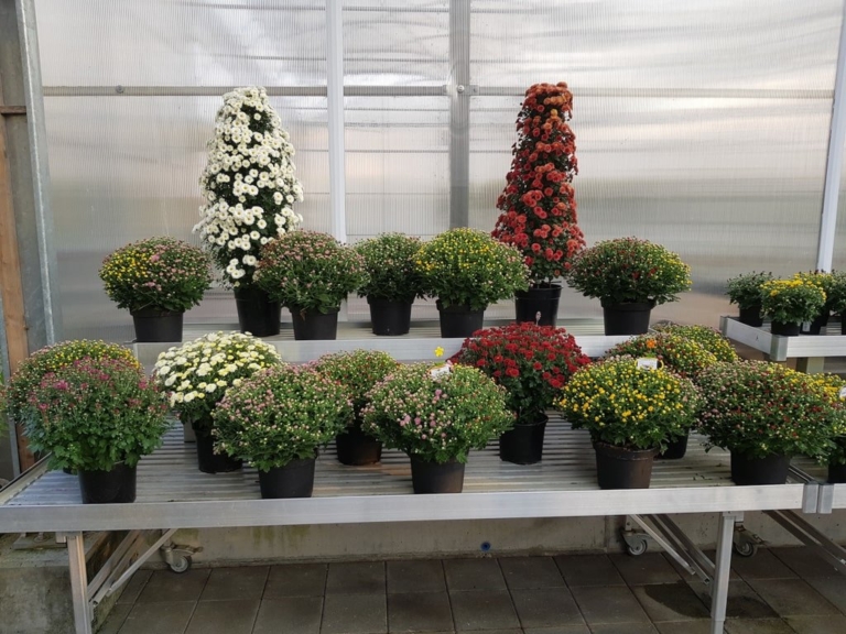 2arrangements floraux et bouquets automne min 768x576