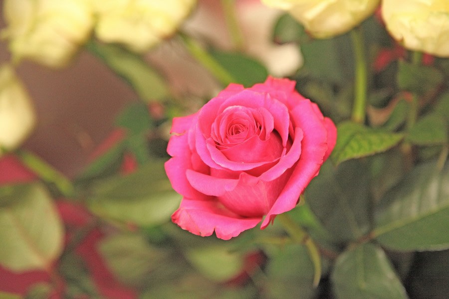 Bouquet Fleurs Lausanne 1 min