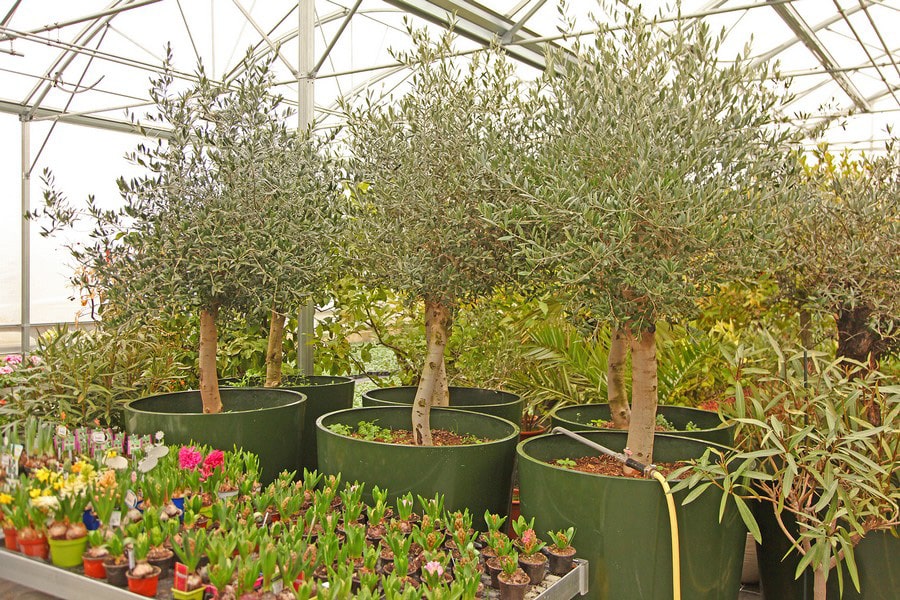 Boutique Fleurs Crissier min