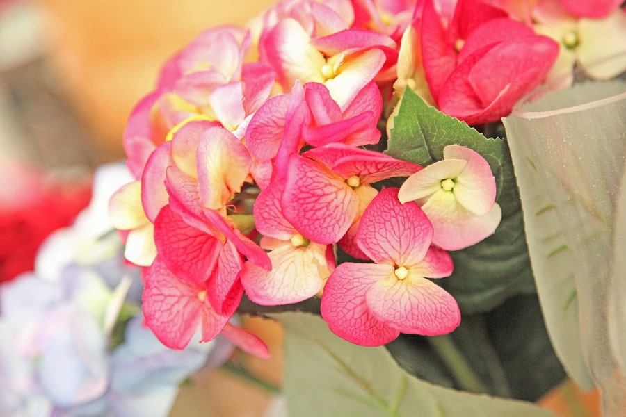 Magasin Fleurs Lausanne min